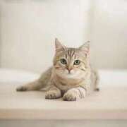 ヒメ日記 2025/06/10 21:31 投稿 れん セクシーキャット 神田店