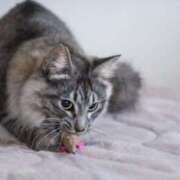 ヒメ日記 2025/08/05 17:24 投稿 れん セクシーキャット 神田店