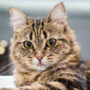 ヒメ日記 2025/09/25 15:18 投稿 れん セクシーキャット 神田店