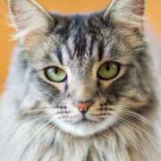 ヒメ日記 2025/10/02 16:06 投稿 れん セクシーキャット 神田店