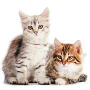 ヒメ日記 2025/10/30 15:49 投稿 れん セクシーキャット 神田店