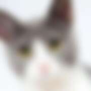 ヒメ日記 2025/11/04 19:21 投稿 れん セクシーキャット 神田店