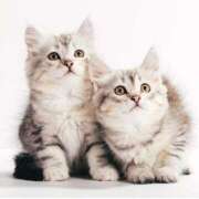 れん こんばんは♪ セクシーキャット 神田店