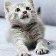 れん こんばんは♪ セクシーキャット 神田店