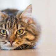 ヒメ日記 2025/11/30 16:50 投稿 れん セクシーキャット 神田店