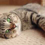 ヒメ日記 2025/12/18 16:31 投稿 れん セクシーキャット 神田店