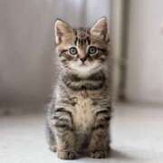 ヒメ日記 2025/12/20 19:00 投稿 れん セクシーキャット 神田店