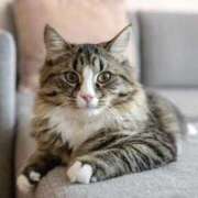 ヒメ日記 2025/12/25 16:12 投稿 れん セクシーキャット 神田店