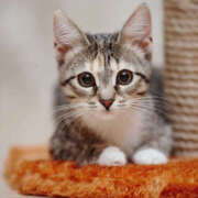 ヒメ日記 2026/03/10 19:28 投稿 れん セクシーキャット 神田店