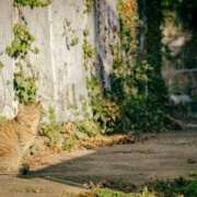 れん こんにちは！ セクシーキャット 神田店