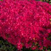 れん こんにちは！ セクシーキャット 神田店