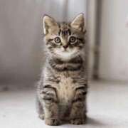 れん こんにちは♪ セクシーキャット 神田店