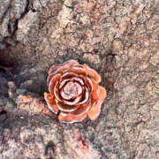 ヒメ日記 2025/02/27 01:11 投稿 ゆうり ぺろぺろベロベロ専科 ぺろんちょ