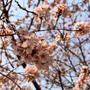 ヒメ日記 2025/03/26 18:45 投稿 ゆうり ぺろぺろベロベロ専科 ぺろんちょ