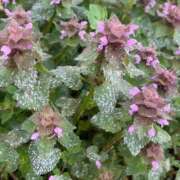 ヒメ日記 2025/04/21 19:46 投稿 ゆうり ぺろぺろベロベロ専科 ぺろんちょ