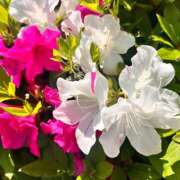 ヒメ日記 2025/04/29 09:35 投稿 ゆうり ぺろぺろベロベロ専科 ぺろんちょ