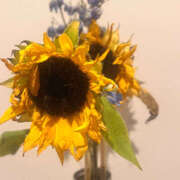 ヒメ日記 2025/07/27 21:55 投稿 ゆうり ぺろぺろベロベロ専科 ぺろんちょ