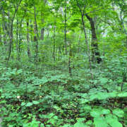 ヒメ日記 2025/08/12 21:35 投稿 ゆうり ぺろぺろベロベロ専科 ぺろんちょ