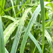 ヒメ日記 2025/09/08 11:07 投稿 ゆうり ぺろぺろベロベロ専科 ぺろんちょ