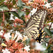 ヒメ日記 2025/09/19 10:25 投稿 ゆうり ぺろぺろベロベロ専科 ぺろんちょ
