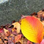 ヒメ日記 2025/11/07 12:38 投稿 ゆうり ぺろぺろベロベロ専科 ぺろんちょ