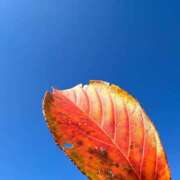 ヒメ日記 2025/11/18 19:35 投稿 ゆうり ぺろぺろベロベロ専科 ぺろんちょ