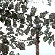 ヒメ日記 2025/12/10 10:55 投稿 ゆうり ぺろぺろベロベロ専科 ぺろんちょ