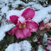 ヒメ日記 2026/02/11 18:05 投稿 ゆうり ぺろぺろベロベロ専科 ぺろんちょ