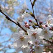 ヒメ日記 2026/04/03 09:15 投稿 ゆうり ぺろぺろベロベロ専科 ぺろんちょ