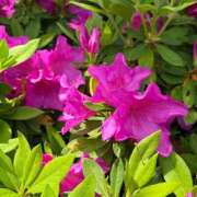 ゆうり ツツジは薄ピンクが好き ぺろぺろベロベロ専科 ぺろんちょ