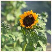 ヒメ日記 2025/08/11 16:16 投稿 いお 山梨デリヘル 絆