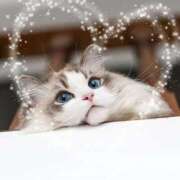 愛咲 久しぶりの出勤 熟女の風俗最終章 横浜本店