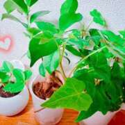 ヒメ日記 2025/11/19 22:06 投稿 らん 花夫人