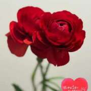 らん バレンタイン？のお知らせ♡ 花夫人