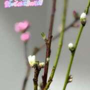 らん 優美な女性♡ 花夫人