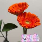 ヒメ日記 2026/03/25 23:34 投稿 らん 花夫人