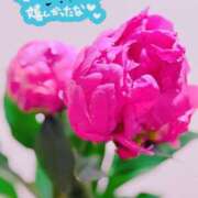 ヒメ日記 2026/04/23 00:15 投稿 らん 花夫人