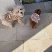 ヒメ日記 2025/03/08 10:43 投稿 白砂-しらす 熟女10000円デリヘル横浜