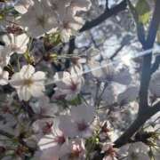 ヒメ日記 2025/04/18 07:50 投稿 白砂-しらす 熟女10000円デリヘル横浜