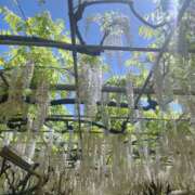 ヒメ日記 2025/06/03 08:47 投稿 白砂-しらす 熟女10000円デリヘル横浜