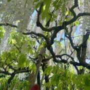 ヒメ日記 2025/06/10 08:50 投稿 白砂-しらす 熟女10000円デリヘル横浜