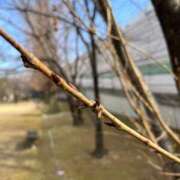 ヒメ日記 2025/02/17 09:38 投稿 はるみ 熟女家 堺東店