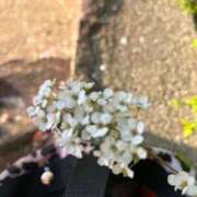 ヒメ日記 2025/04/09 09:48 投稿 はるみ 熟女家 堺東店