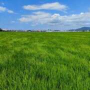 ヒメ日記 2025/09/24 10:17 投稿 はるみ 熟女家 堺東店