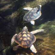 ヒメ日記 2025/04/14 00:00 投稿 月島　かれん エテルナ京都