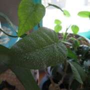 ヒメ日記 2025/04/28 00:03 投稿 月島　かれん エテルナ京都