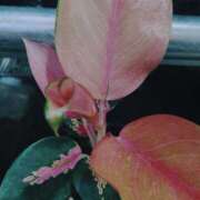 ヒメ日記 2025/05/19 00:02 投稿 月島　かれん エテルナ京都