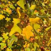 ヒメ日記 2025/11/09 23:30 投稿 月島　かれん エテルナ京都