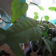 月島　かれん こんばんは エテルナ京都