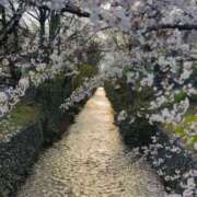 ヒメ日記 2026/04/06 00:45 投稿 月島　かれん エテルナ京都